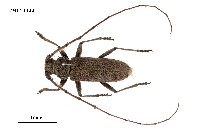 藏品(家天牛)的圖片